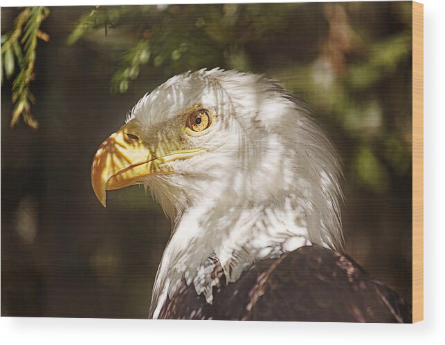 Animal Wood Print featuring the photograph Bald Eagle Portrait by Brian Cross