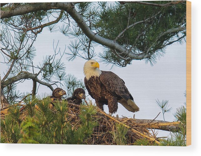 Bald Eagle Wood Print featuring the photograph Bald Eagle with Eaglets by Everet Regal