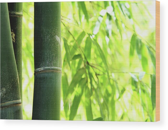 Bamboo Wood Print featuring the photograph Bamboo by Noderog