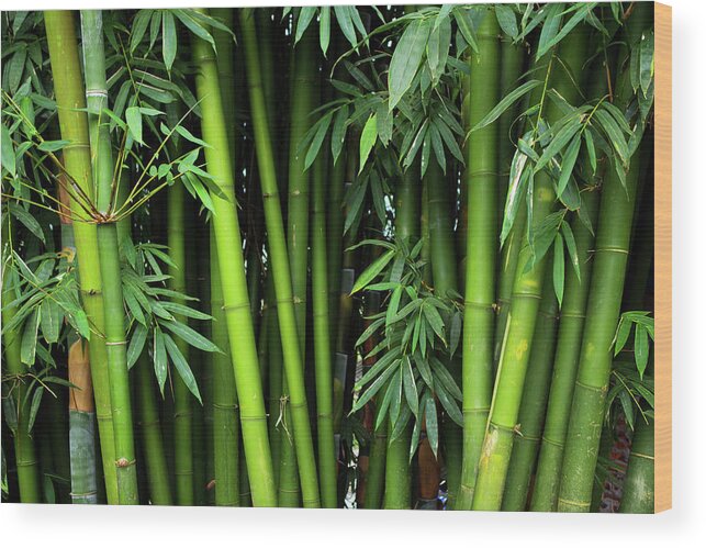 Bamboo Wood Print featuring the photograph Bamboos by Simonlong