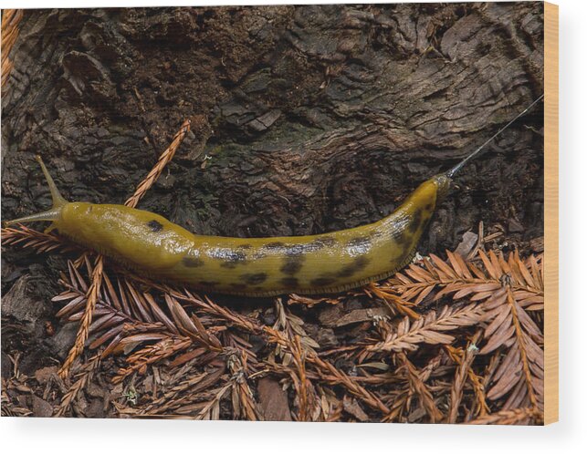 Banana Slug Wood Print featuring the photograph Banana Slug in Muir Woods by Natural Focal Point Photography