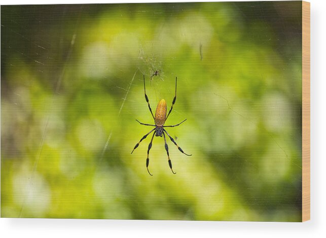 Banana Spider Wood Print featuring the photograph Banana Spider by John M Bailey