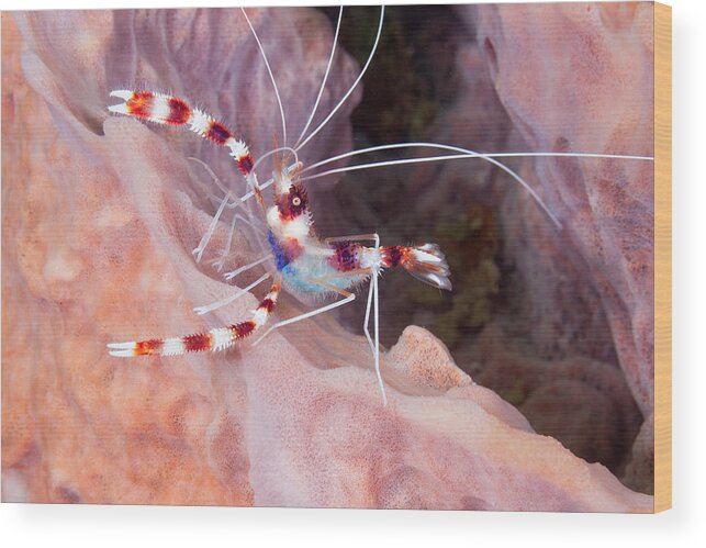 Banded Coral Shrimp Wood Print featuring the photograph Banded Coral Shrimp With Eggs by Andrew J. Martinez