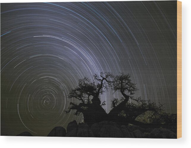 Vincent Grafhorst Wood Print featuring the photograph Baobab And Star Trails Botswana by Vincent Grafhorst