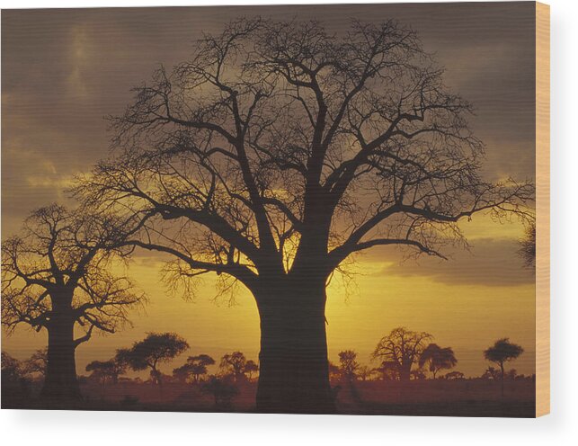 Feb0514 Wood Print featuring the photograph Baobab Tree At Sunset Tanzania by Gerry Ellis