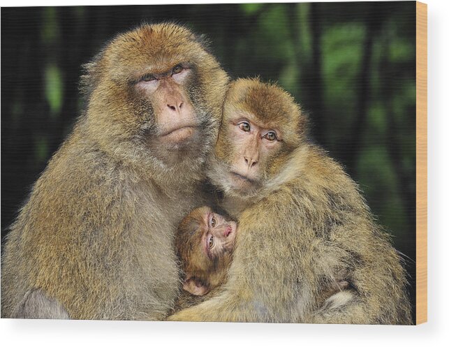 Feb0514 Wood Print featuring the photograph Barbary Macaque Family by Thomas Marent
