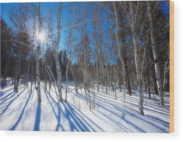 Winter Wood Print featuring the photograph Bare Aspens by Darren White