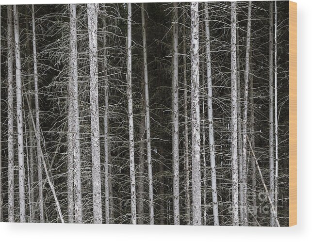 Pine Wood Print featuring the photograph Bare branches and trunks of pine trees make patterns beneath the forest canopy in western Maryland by William Kuta