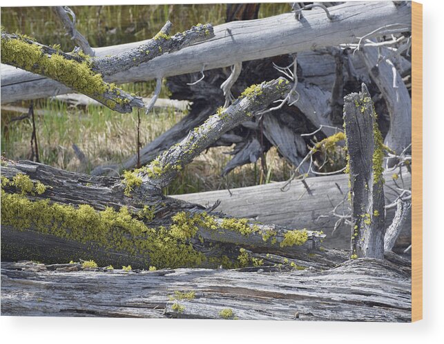 Yellowstone Wood Print featuring the photograph Bare Logs and Lichen in Yellowstone by Bruce Gourley