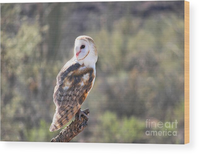 Owl Wood Print featuring the photograph Barn Owl 1 by Al Andersen