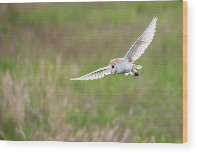 Grass Wood Print featuring the photograph Barn Owl In Flight Wild by James Warwick