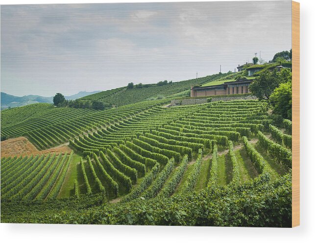 Barolo Wood Print featuring the photograph Barolo by Alex Lapidus