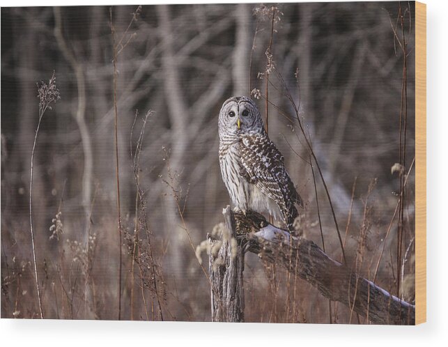 Beak Wood Print featuring the photograph Barred Owl by Gary Hall