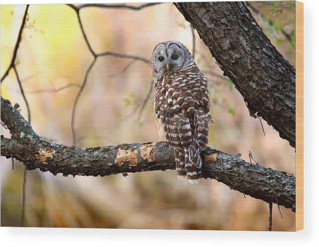 Owl Wood Print featuring the photograph Barred Owl by Rob Blair