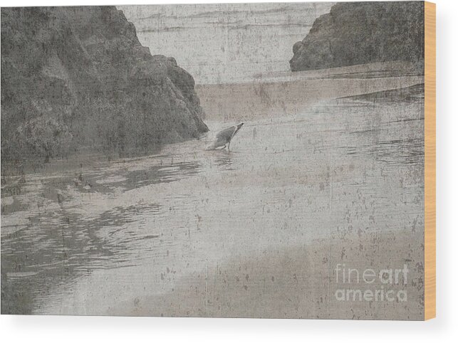 Cannon Beach Wood Print featuring the photograph Bathing Gull Texture by Sharon Elliott