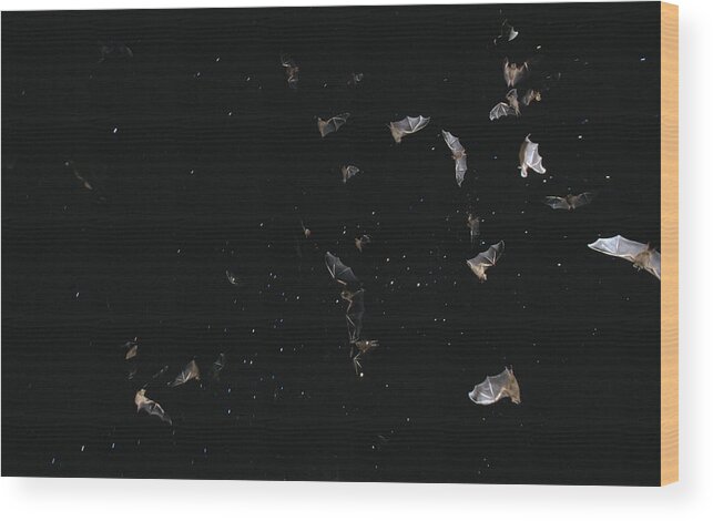 Feb0514 Wood Print featuring the photograph Bats Flying Against Night Sky Pantanal by Konrad Wothe