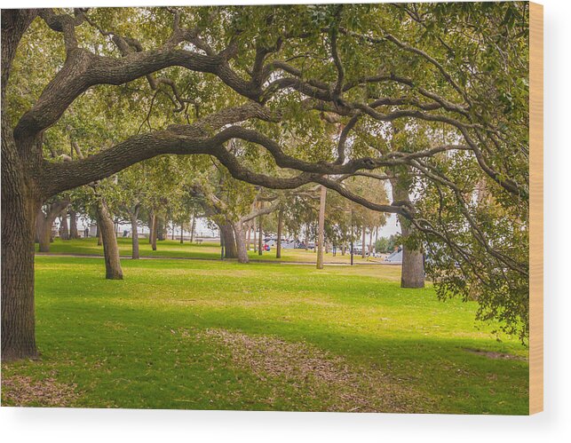 South Carolina Wood Print featuring the photograph Battery Park Oaks by Marc Crumpler