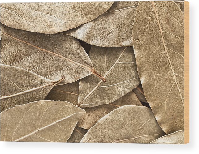 Abstract Wood Print featuring the photograph Bay leaves by Tom Gowanlock