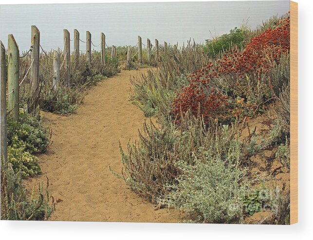 Kate Brown Wood Print featuring the photograph Beach Dune by Kate Brown