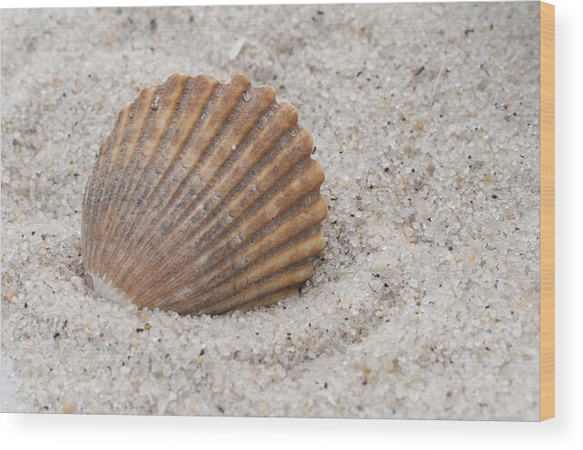 Beach Seashell Wood Print featuring the photograph Beach Seashell by Terry DeLuco