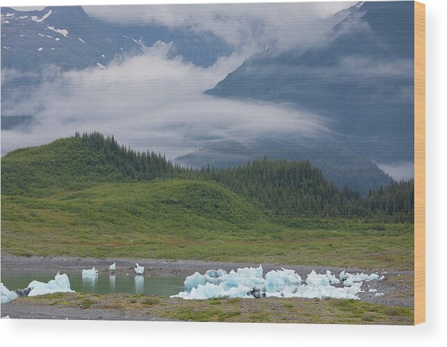 2011 Wood Print featuring the photograph Beached Icebergs Sit In Columbia Bay by Hugh Rose