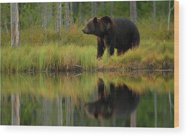 Bear Wood Print featuring the photograph Bear And Fish *** by Assaf Gavra