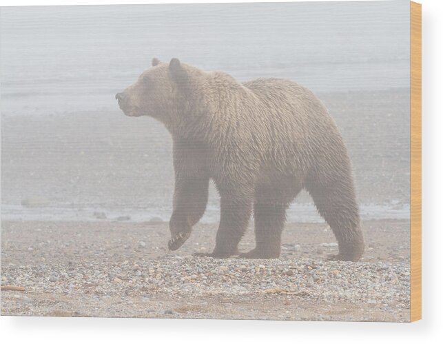 Bear Wood Print featuring the photograph Bear in Fog by Chris Scroggins