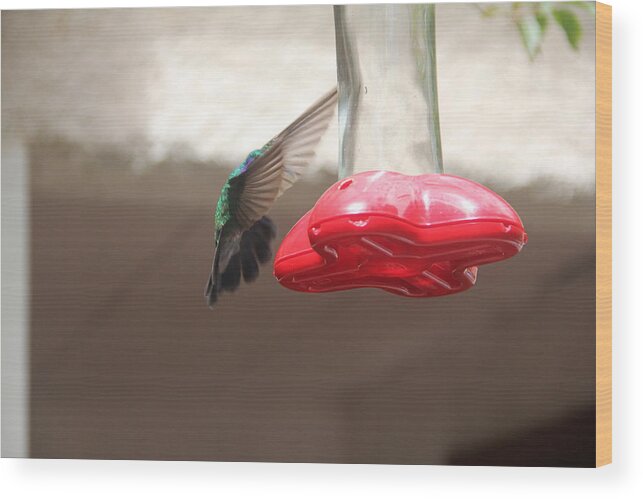 Hummingbird Wood Print featuring the photograph Beating Wings by Charlene Reinauer