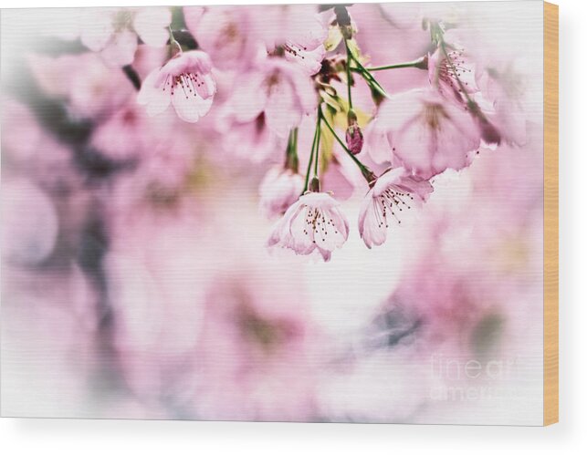 Cherry Blossoms Wood Print featuring the photograph Beautiful Cherry Blossoms in the Sunlight by Beverly Claire Kaiya