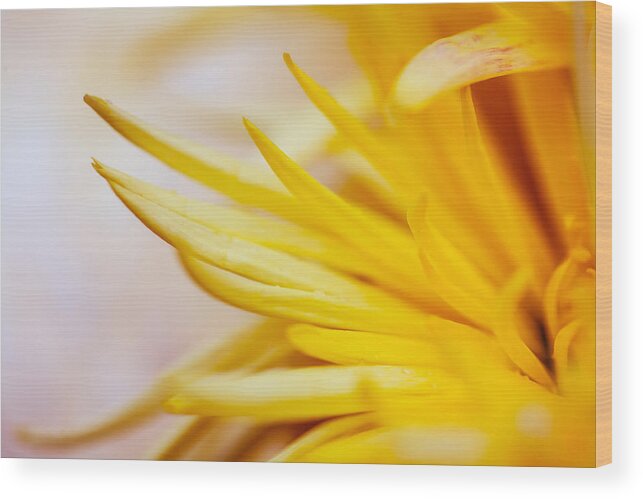 Bright Wood Print featuring the photograph Spring Flower - Nature Photography by Modern Abstract