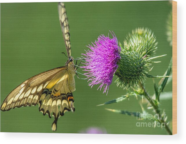 Cheryl Baxter Wood Print featuring the photograph Beautiful Giant Butterfly by Cheryl Baxter