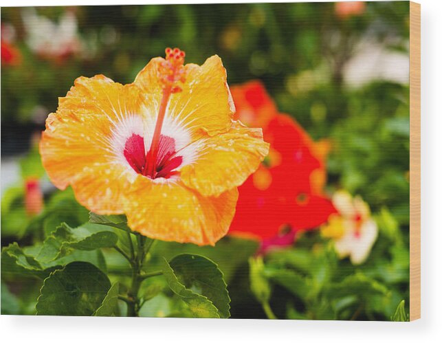 Beautiful Wood Print featuring the photograph Beautiful Hibiscus by Raul Rodriguez