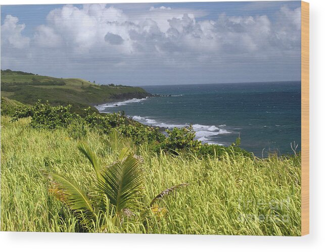 Island Wood Print featuring the photograph Beautiful Island of St. Kitts by Living Color Photography Lorraine Lynch