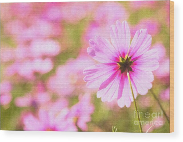 Pink Cosmos Wood Print featuring the photograph Beautiful Pink Cosmos Flower by Beverly Claire Kaiya