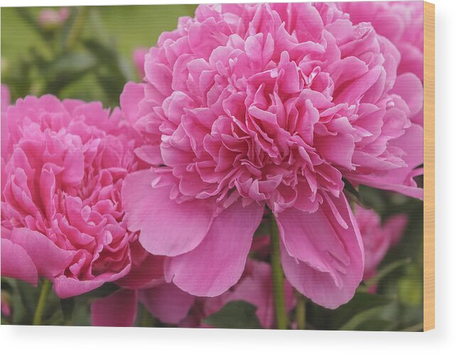 Pink Wood Print featuring the photograph Beautiful pink peony Albert Crousse Paeonia Lactifora Albert Cro by Marianne Campolongo