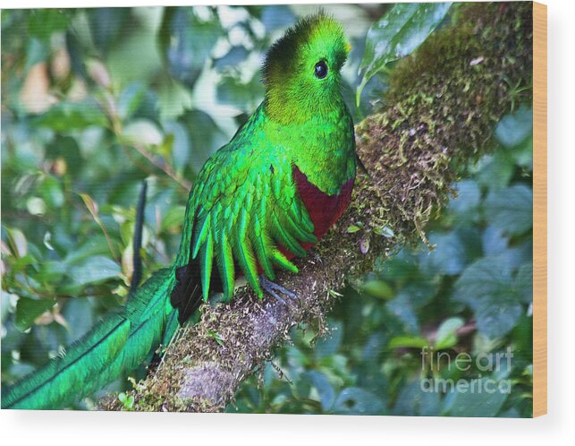 Bird Wood Print featuring the photograph Beautiful Quetzal 2 by Heiko Koehrer-Wagner