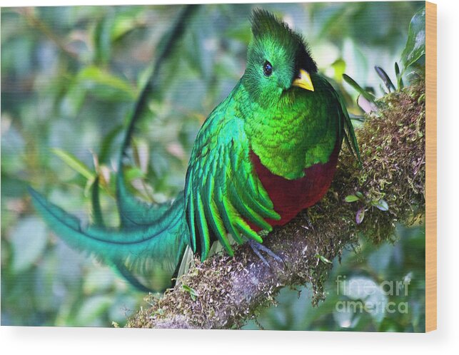 Quetzal Wood Print featuring the photograph Beautiful Quetzal 4 by Heiko Koehrer-Wagner