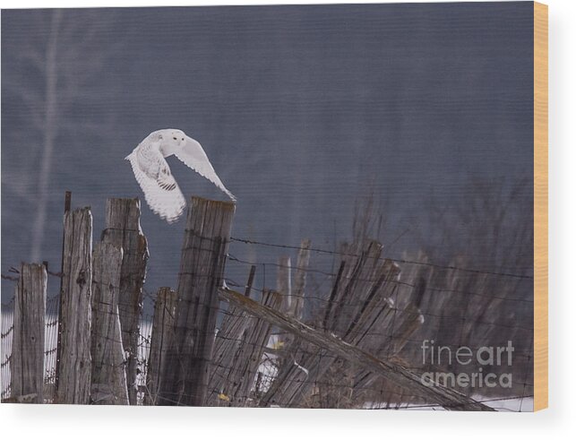 Field Wood Print featuring the photograph Beautiful Snowy Owl Flying by Cheryl Baxter
