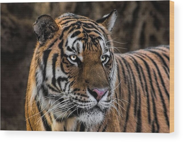 Tiger Wood Print featuring the photograph Beautiful Tiger Photograph by Tracie Schiebel