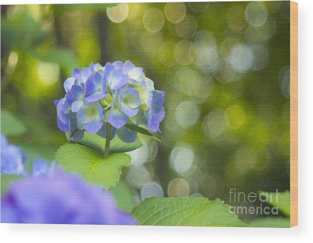 Hydrangea Wood Print featuring the photograph Beautiful Violet Hydrangea with Green Leaves and Bokeh Lights by Beverly Claire Kaiya