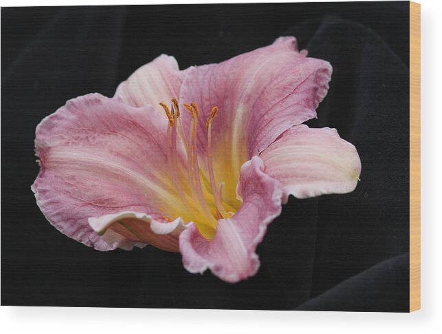 Floral Wood Print featuring the photograph Beauty for Just a Day by E Faithe Lester