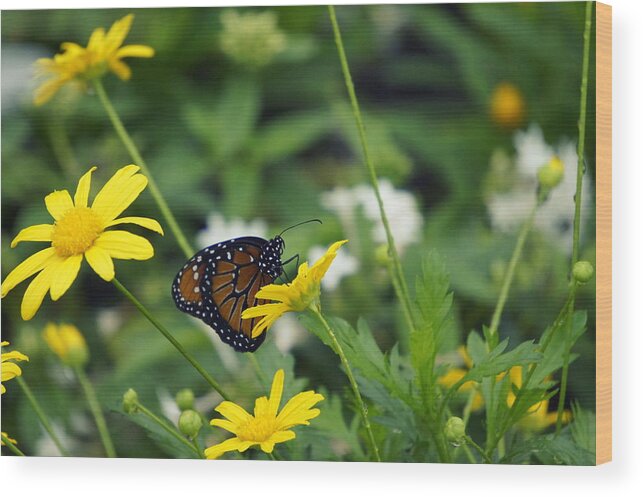 Butterfly On A Flower Wood Print featuring the photograph Beauty of Spring by Laurie Perry