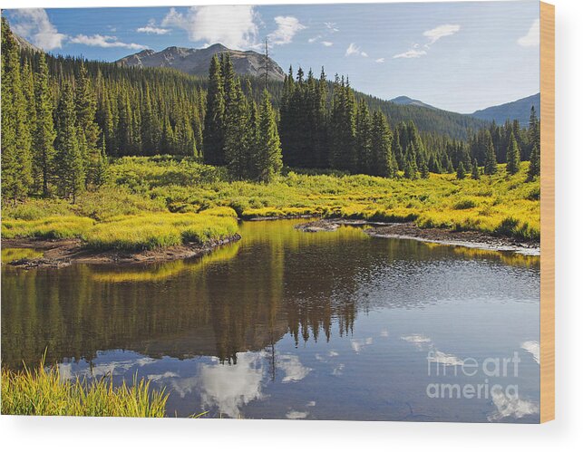 Pond Wood Print featuring the photograph Beaver Pond in Colorado Summer by Lincoln Rogers