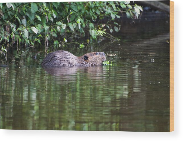 Beaver Wood Print featuring the photograph beaver swims in NC lake by Flees Photos