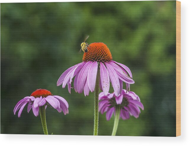 Bee Wood Print featuring the photograph Bee and Flowers by Cathy Kovarik