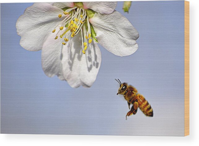 Insect Wood Print featuring the photograph Bee and the Almond Blossom by AJ Schibig