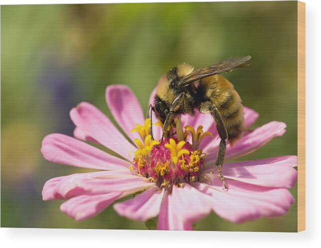 Bee Wood Print featuring the photograph Bee At Work by Greg Graham
