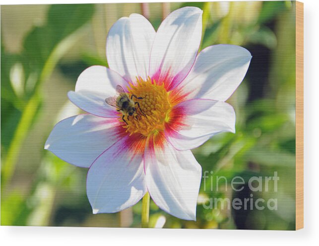 Honey Bee Wood Print featuring the photograph Bee on Dahlia by Sarah Schroder