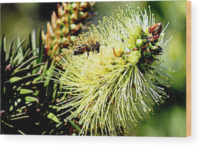 Insect Wood Print featuring the photograph Bee Stop by AJ Schibig