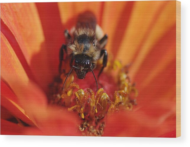 Bee Wood Print featuring the photograph Bee Taking Care of Business by Greg Graham